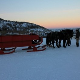 horses pulling sleigh