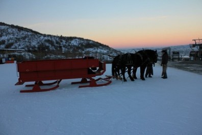 horses pulling sleigh