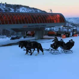 horses pulling sleigh in snow