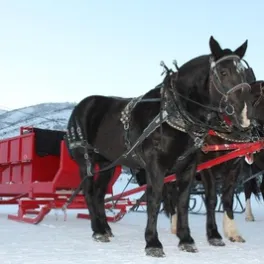 horses pulling sleigh in snow
