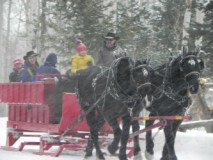 horses pulling sleigh in snow