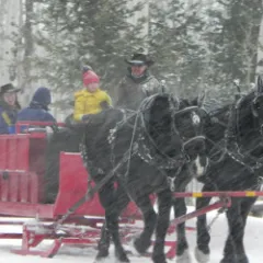 horses pulling sleigh in snow