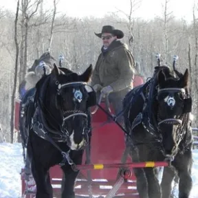 horses pulling sleigh in snow