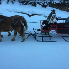 horses pulling sleigh in snow