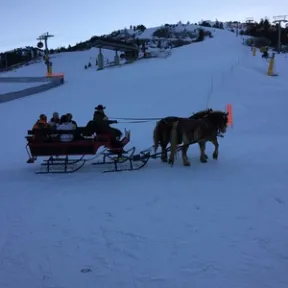 horses pulling sleigh in snow