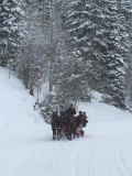 horses pulling sleigh in snow Park City