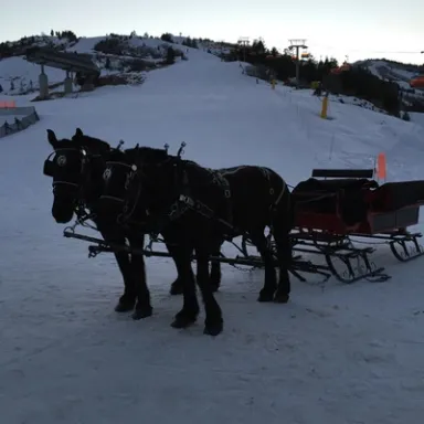 horses pulling sleigh in snow Park City
